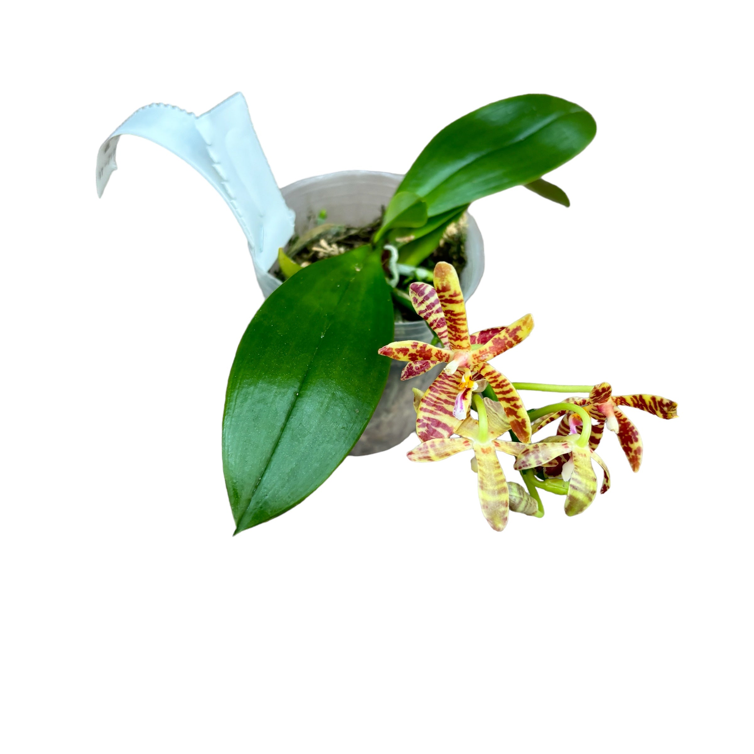 Phalaenopsis mannii var. black × tetraspis - flori parfumate