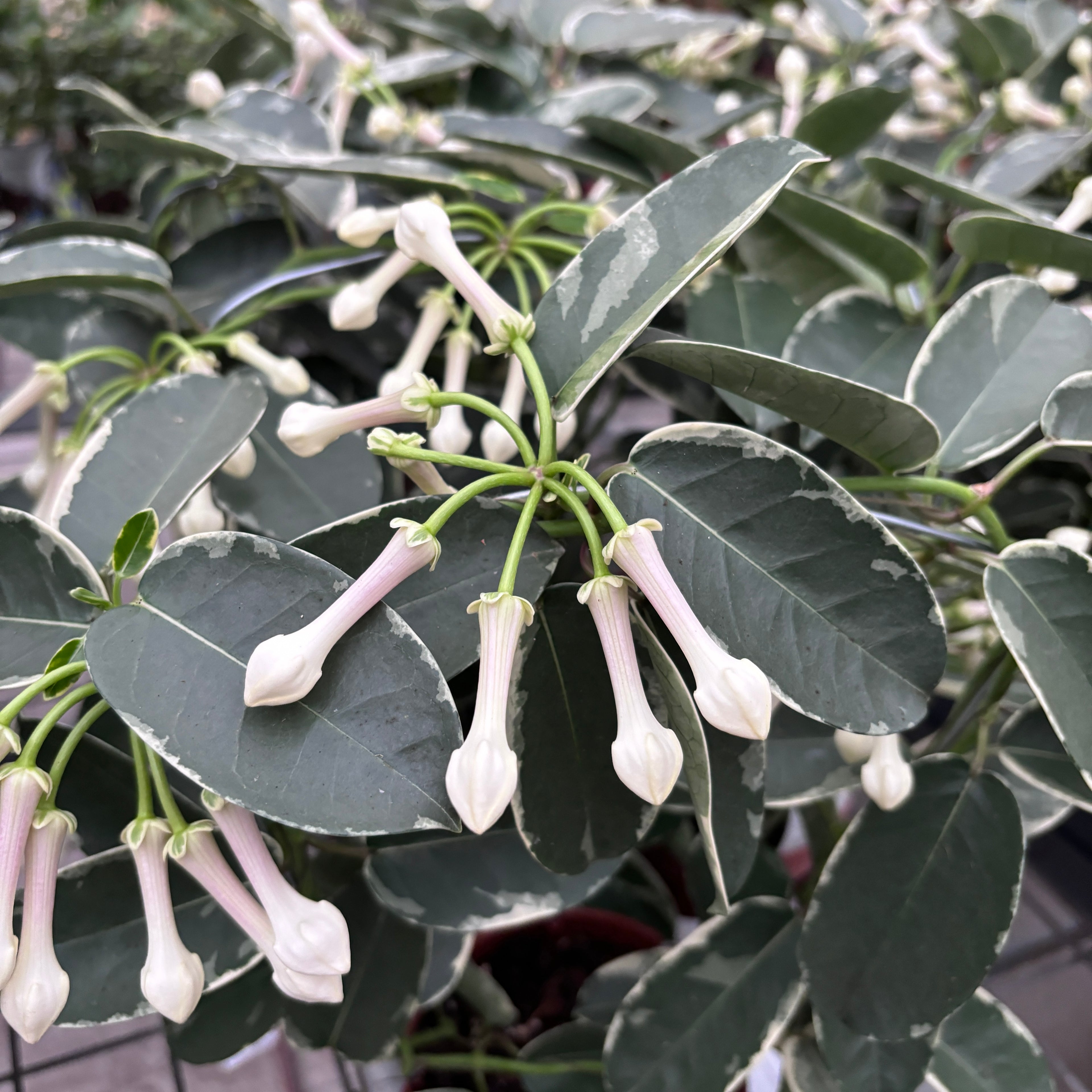 Stephanotis floribunda ‘Alpine’ (variegata) - Iasomia de Madagascar (parfumata)