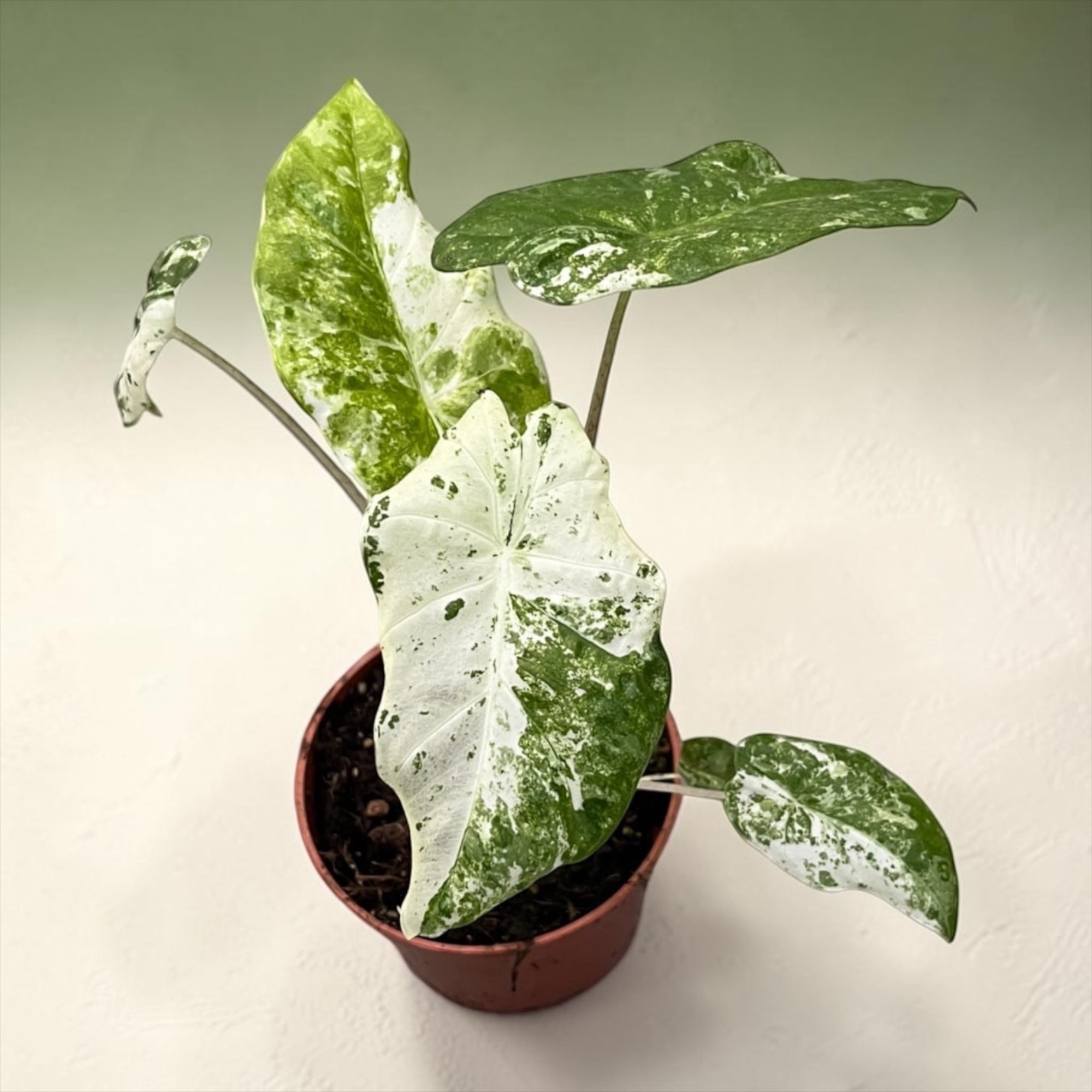 Alocasia odora 'Variegata-Batik'