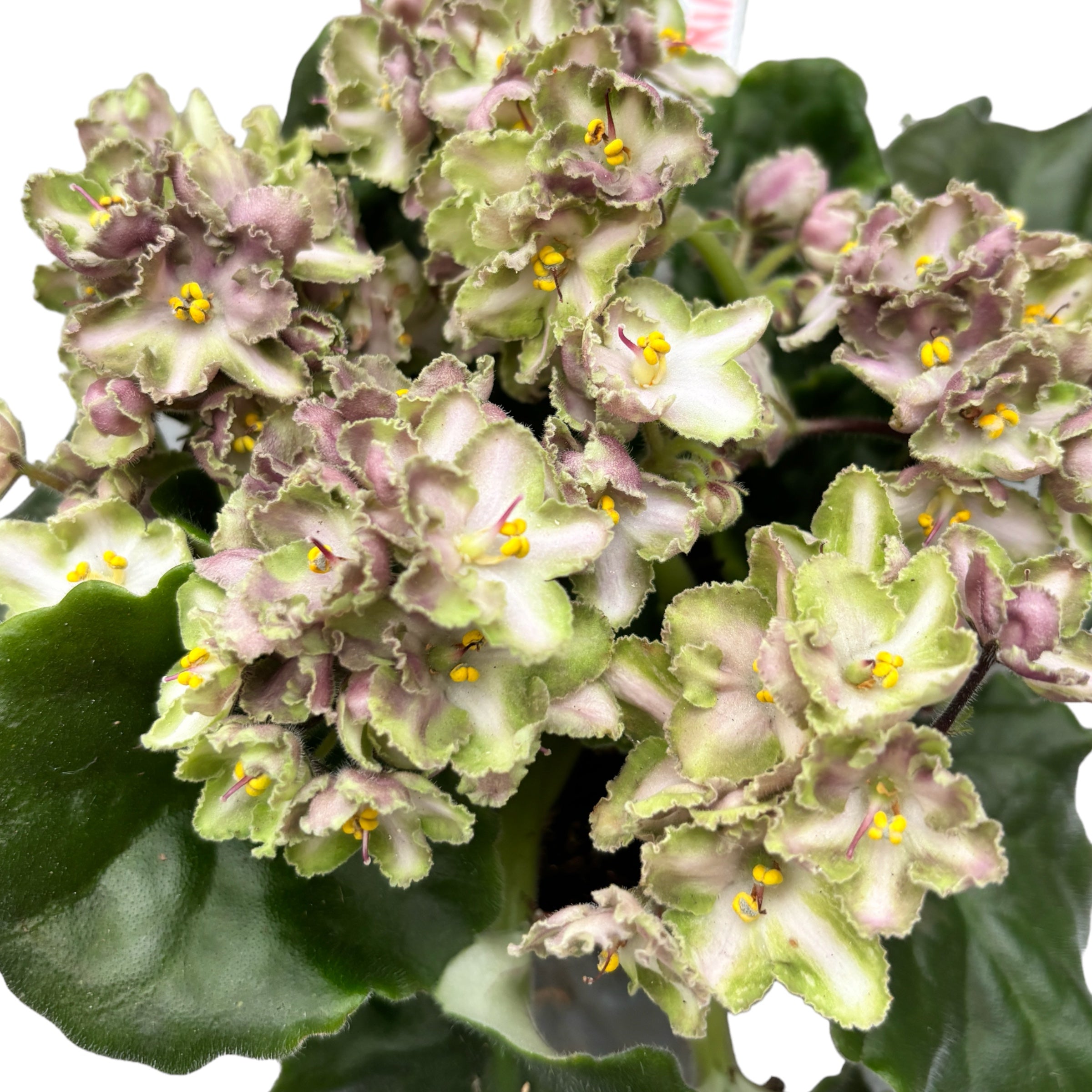 Violete - Saintpaulia Inova Xtra The Green (variation)