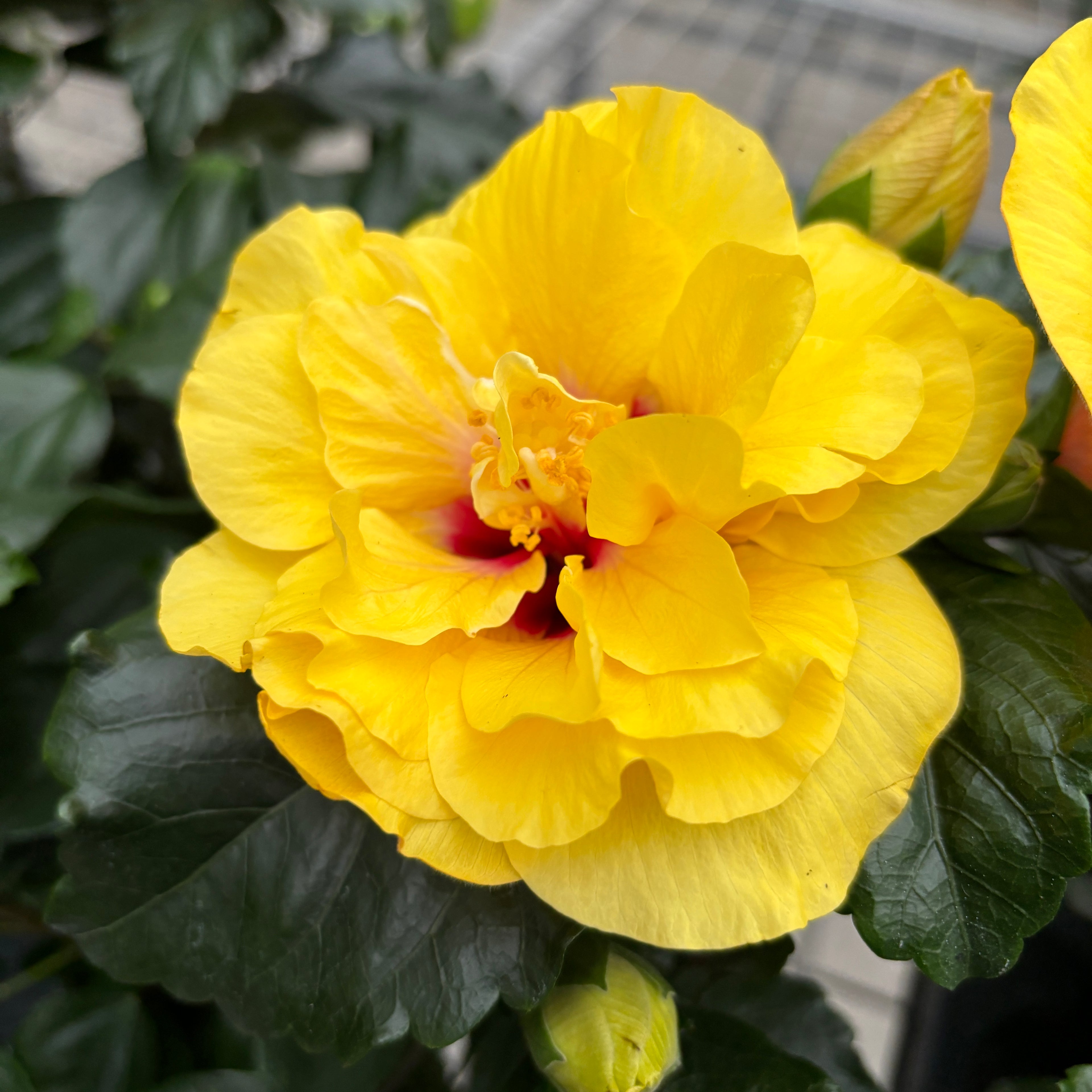 Hibiscus Adonicus 'Double Yellow' - dupla sárga XL virágok (2-3 növény/cserép)