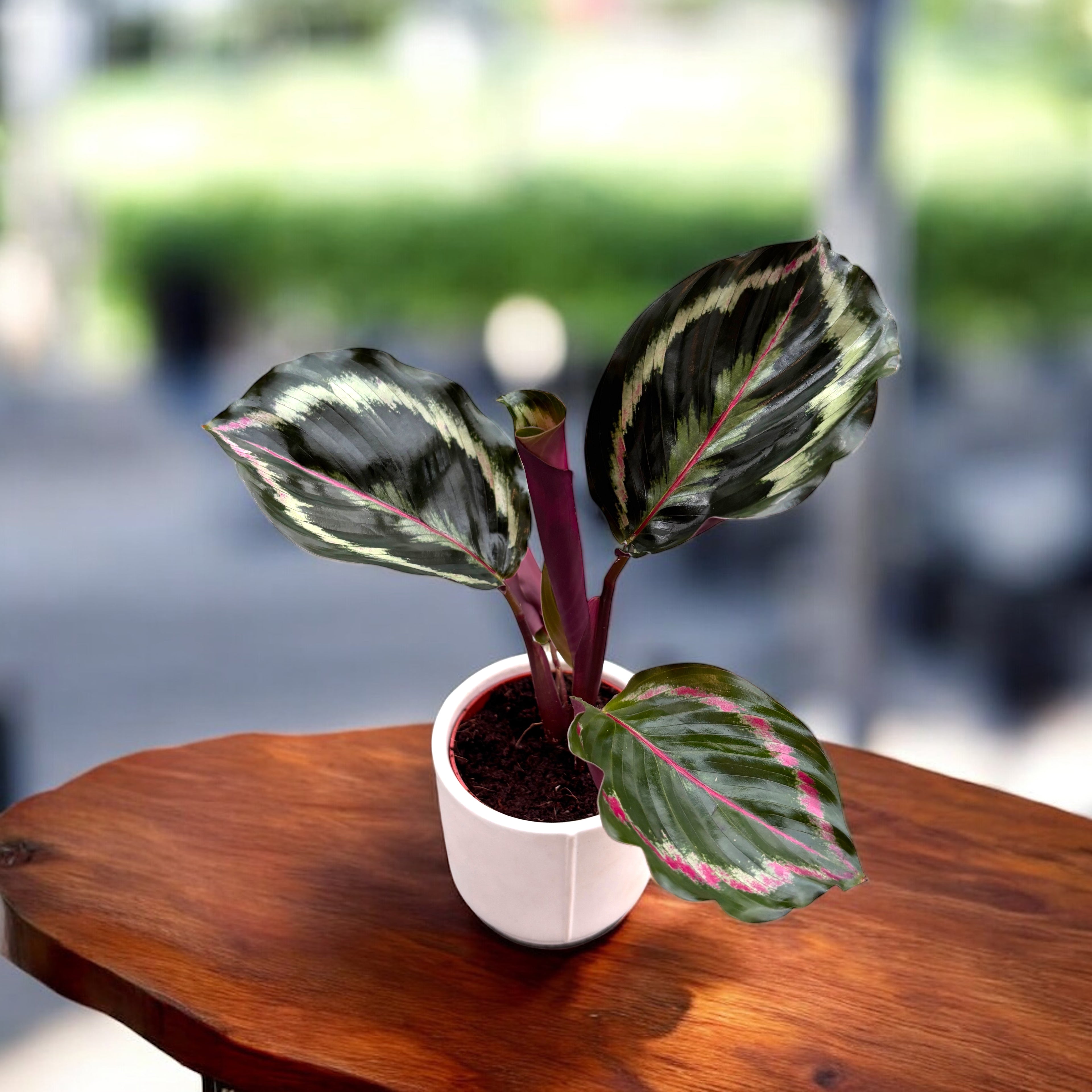 Calathea roseopicta ‘Illustrious’ – baby plant cu frunzis spectaculos