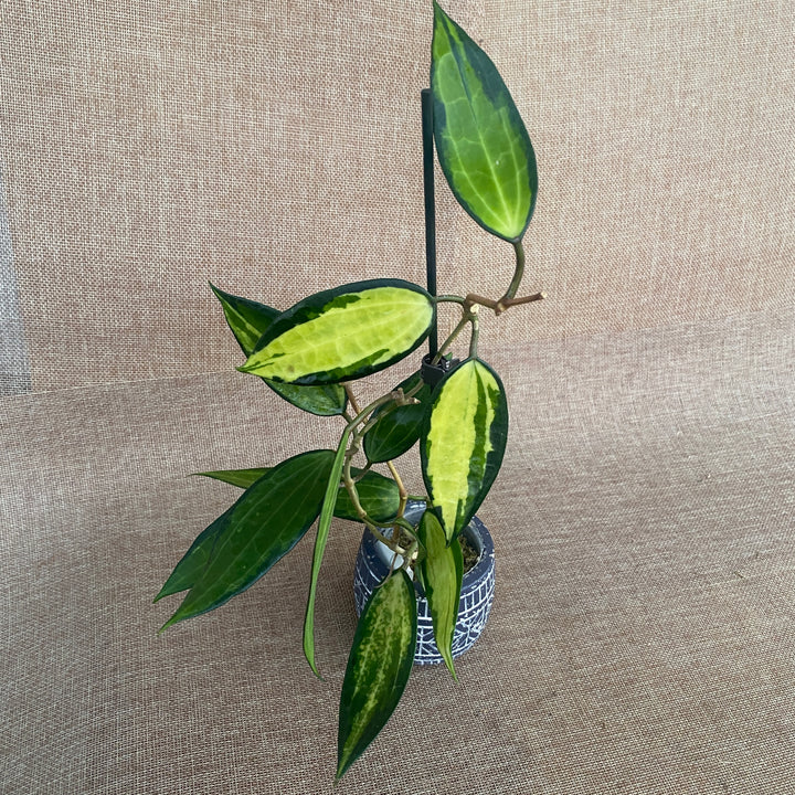 Hoya macrophylla 'Pot of Gold' (Variegata)