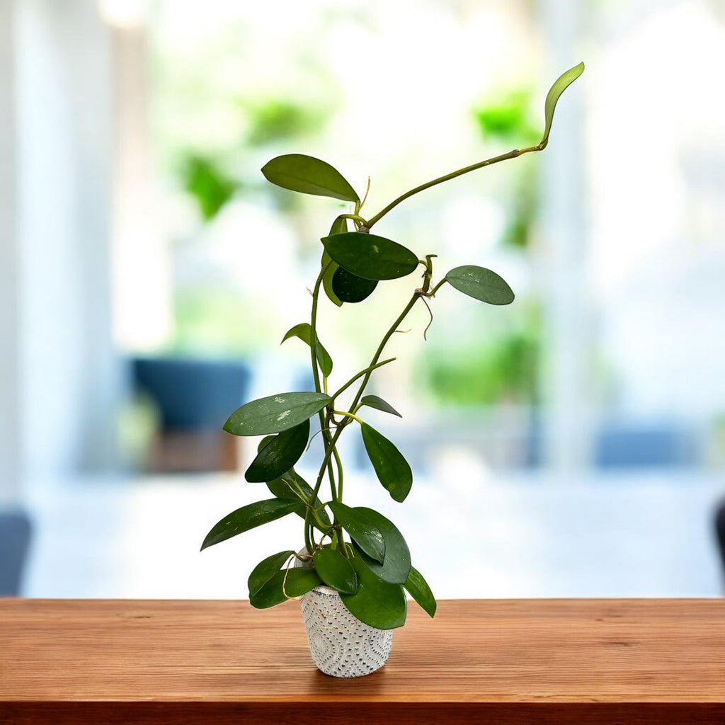 Hoya diversifolia - flores perfumadas, ejemplares desarrollados