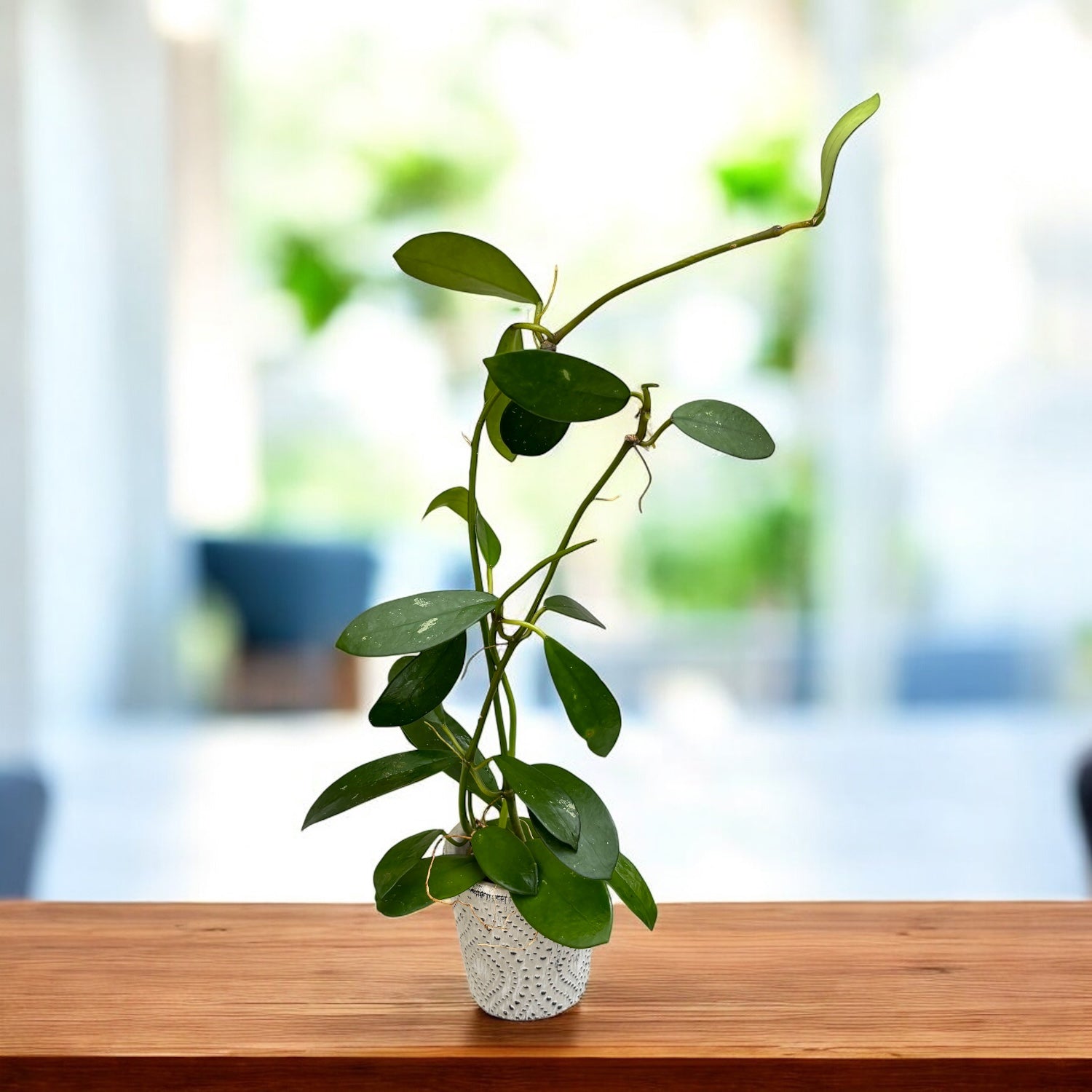 Hoya diversifolia - flori parfumate, exemplare dezvoltate