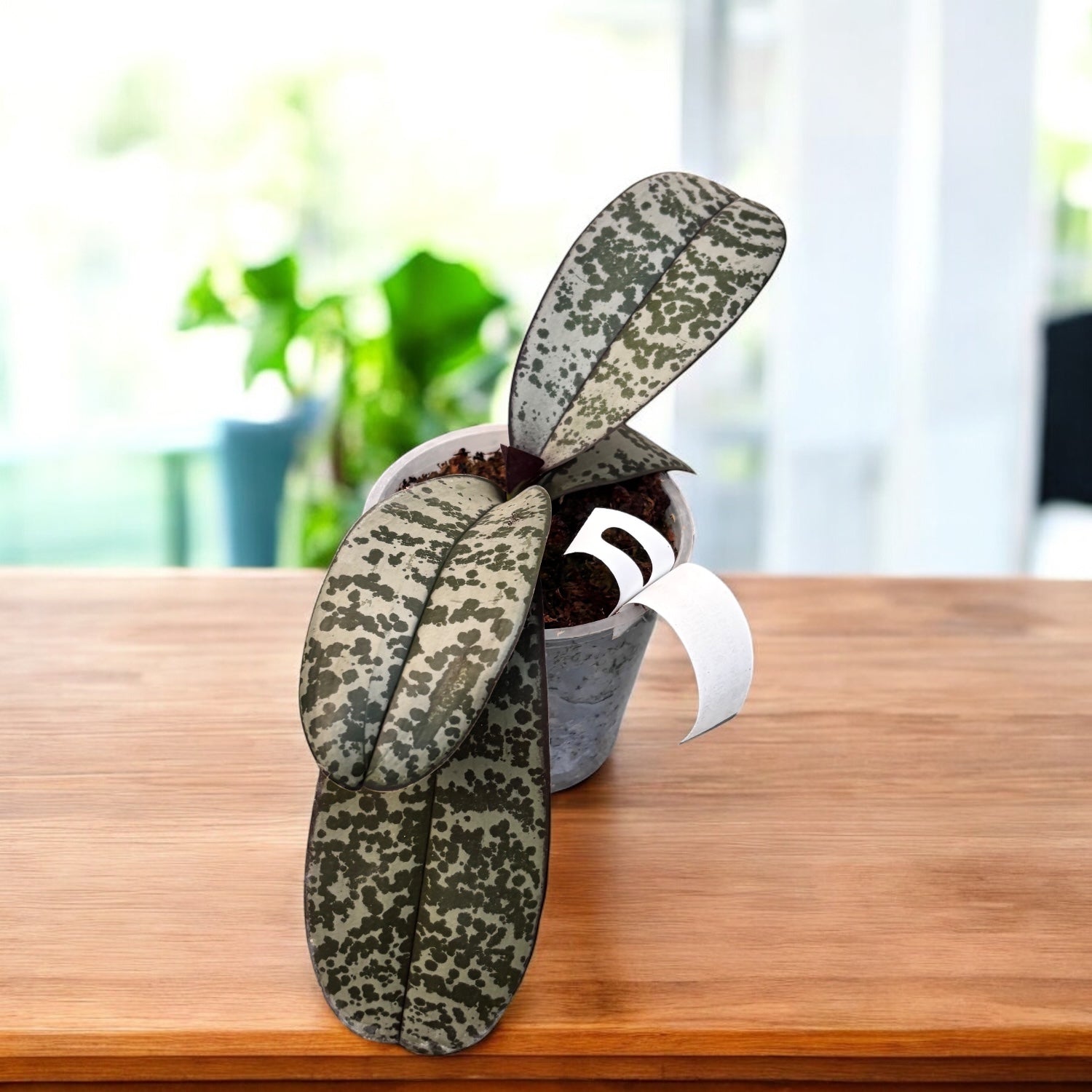 Phalaenopsis schilleriana 'Pink Butterfly' AM/AOS