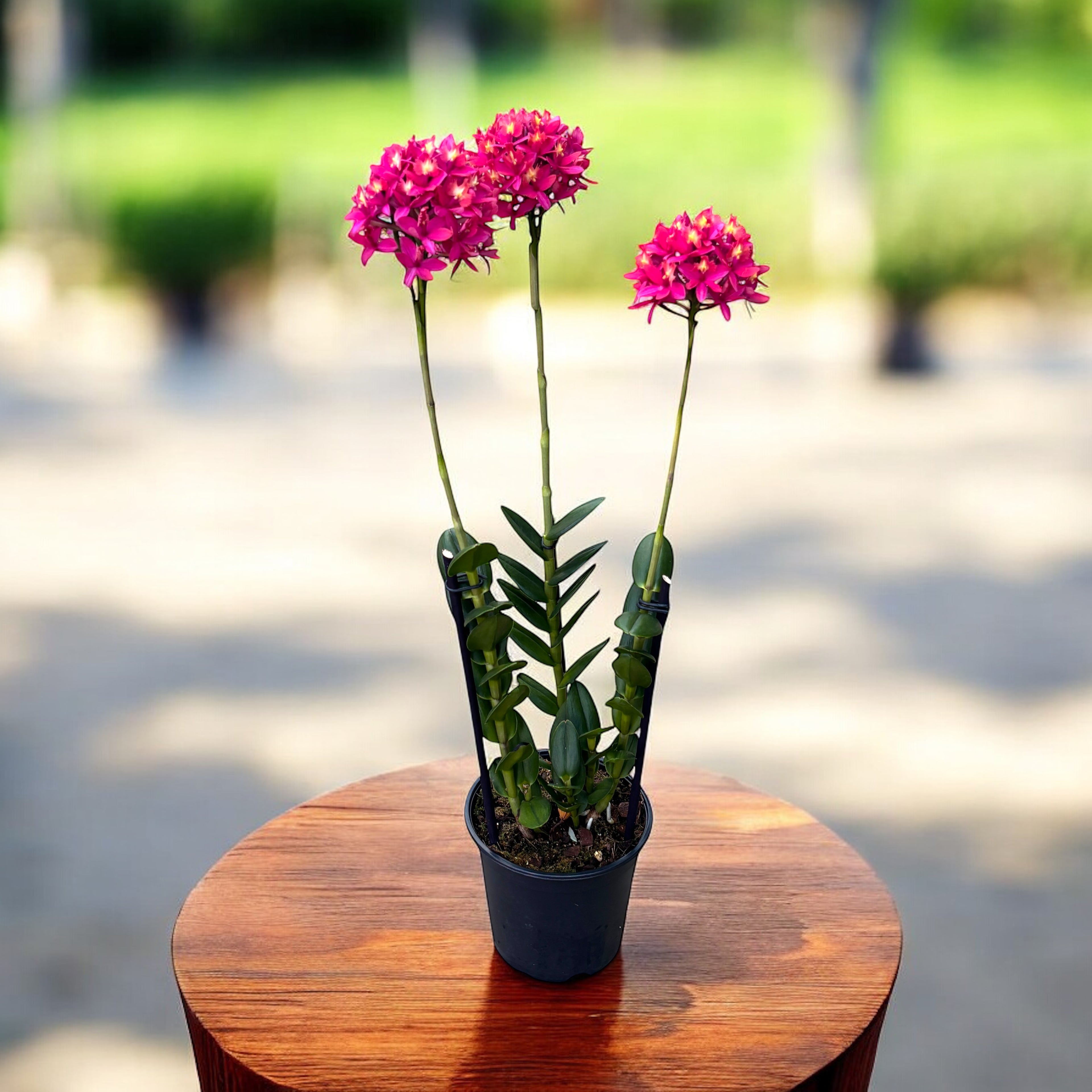 Epidendrum radicans XL (unik exemplar)