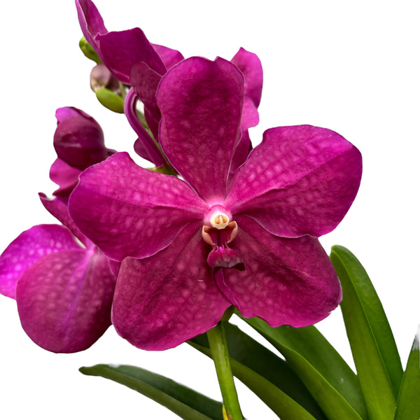 Vanda Pure Purple 858 (Ansu)