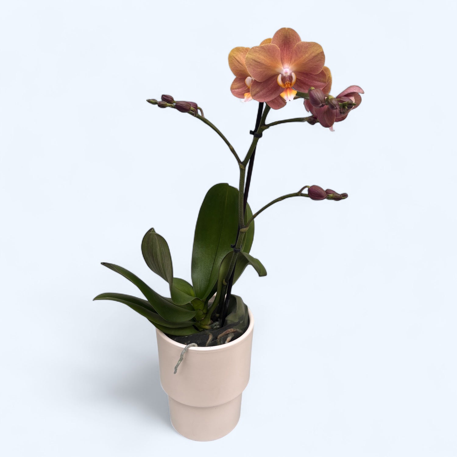 Phalaenopsis Monaco
