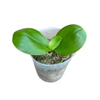 Phalaenopsis Libélula Roja (pelórica)