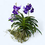 Vanda Tweed Blue XXL 2p (Ansu) - TWEED07