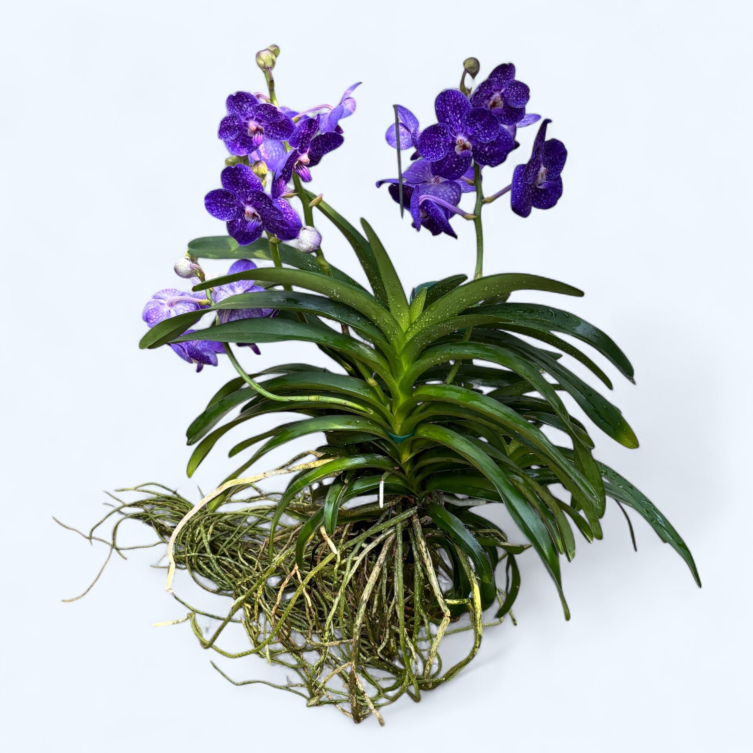 Vanda Tweed Blau XXL 2 Stück (Ansu) - TWEED07