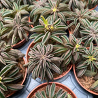 Peperomia 'Silver Spark' (miminko)