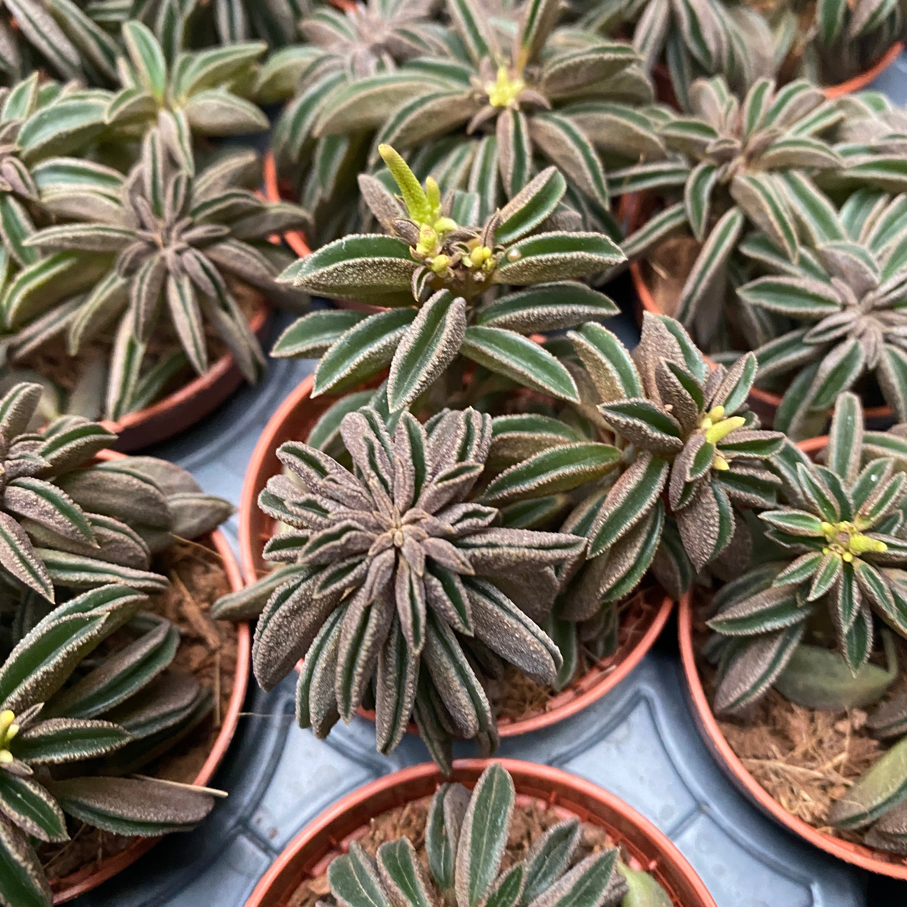 Peperomia 'Silver Spark' (babyplant)