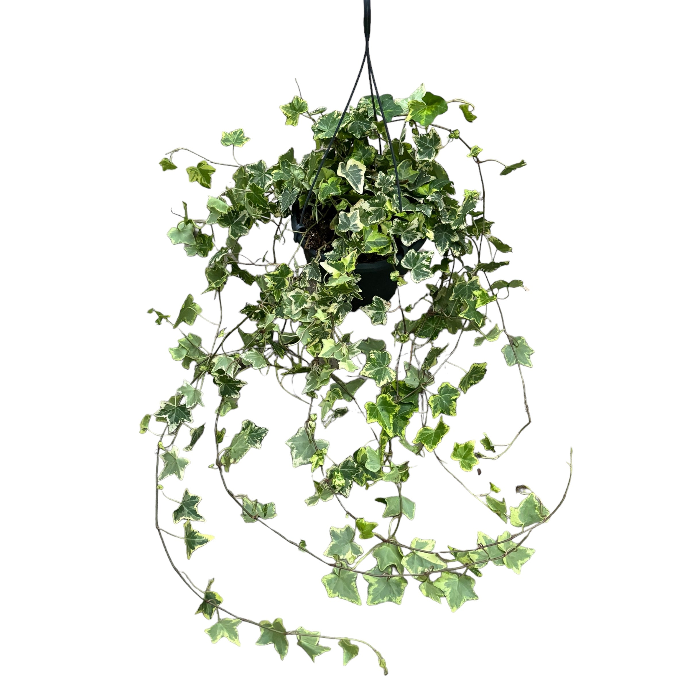 Břečťan - Hedera helix 'Golden Kolibri' (exempláře XL)