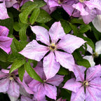 Clematis 'Hagley Hybrid' - Clematis mit XL-Blüten (Späte Großblumige Gruppe)