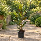 Magnolia grandiflora 'Little Gem' - foliaj vesnic verde, flori parfumate (exemplare ramificate)