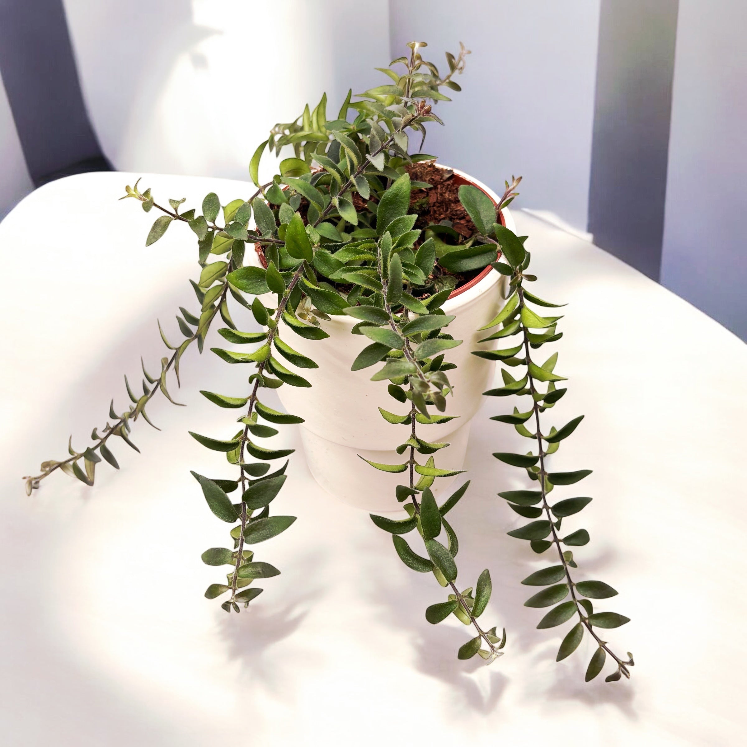 Aeschynanthus Twister - planta ruj cu frunzis rasucit si flori exotice rosii