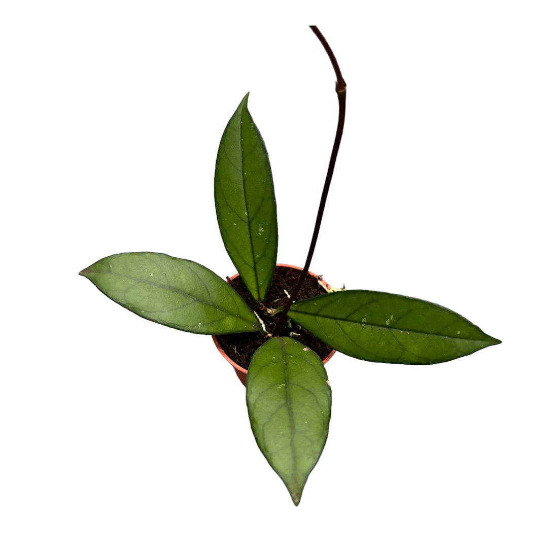 Hoya crassipetiolata D6
