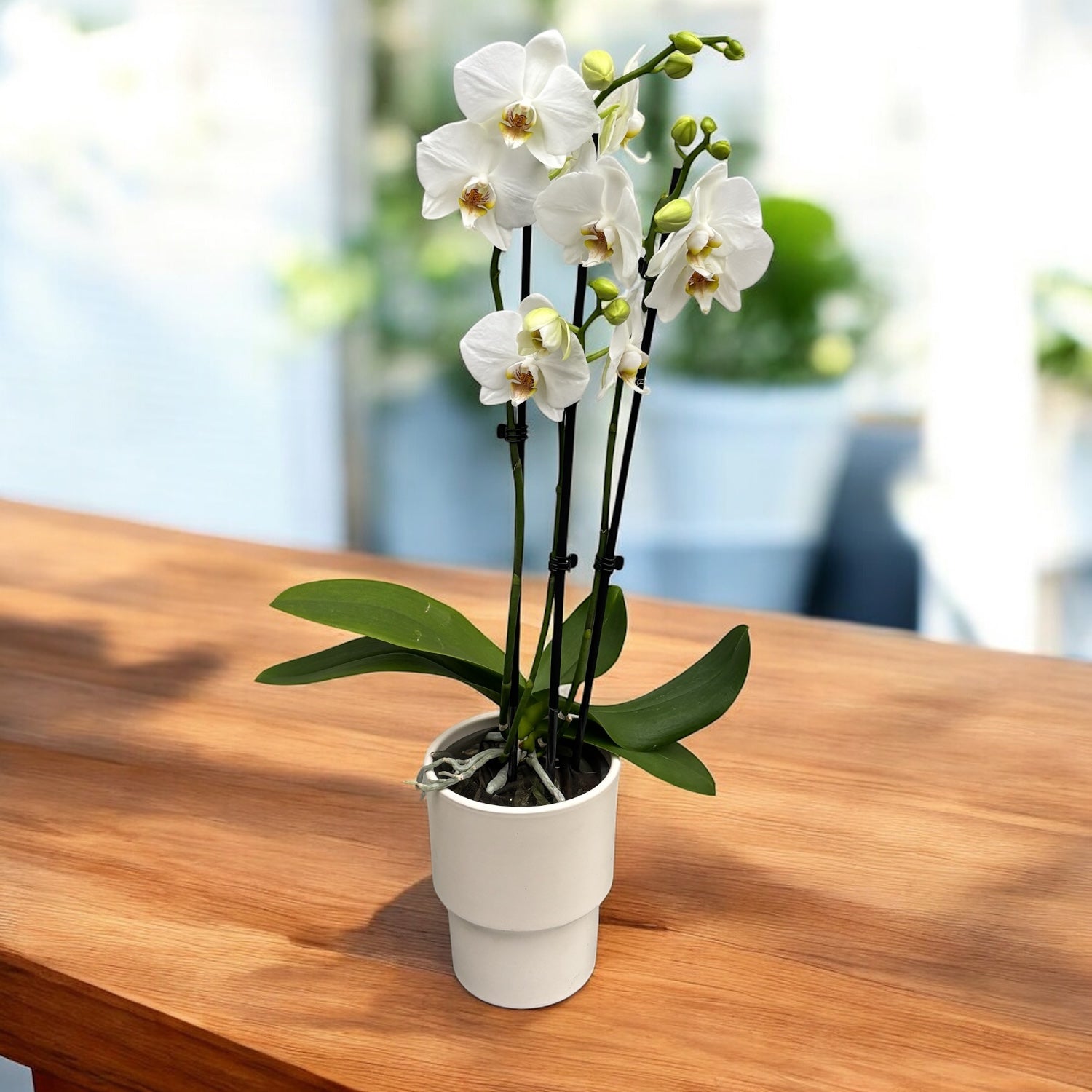 Phalaenopsis Anthura Leeds