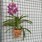 Vanda NITAYA Tropical Punch (Ansu)