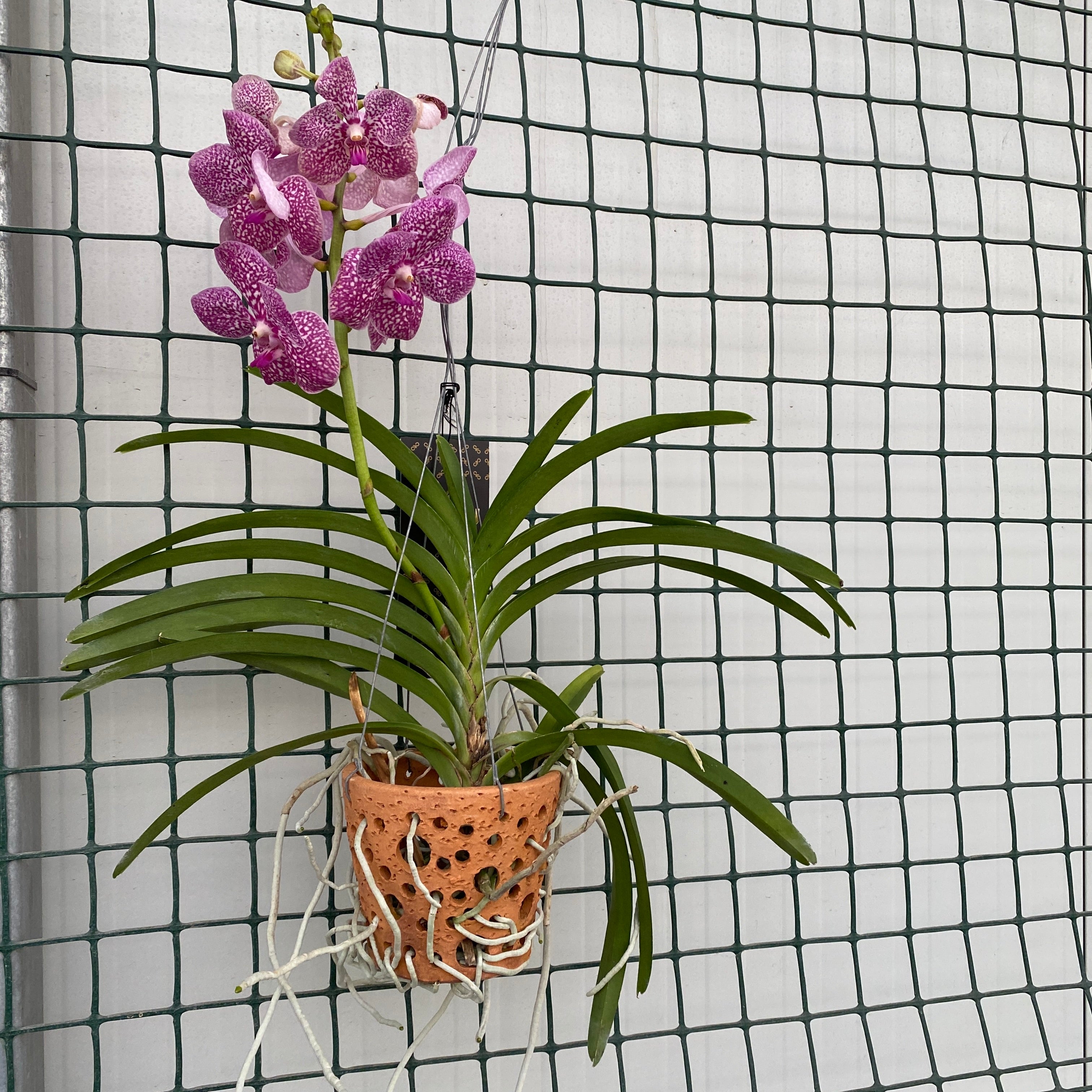 Vanda NITAYA Tropical Punch (Ansu)