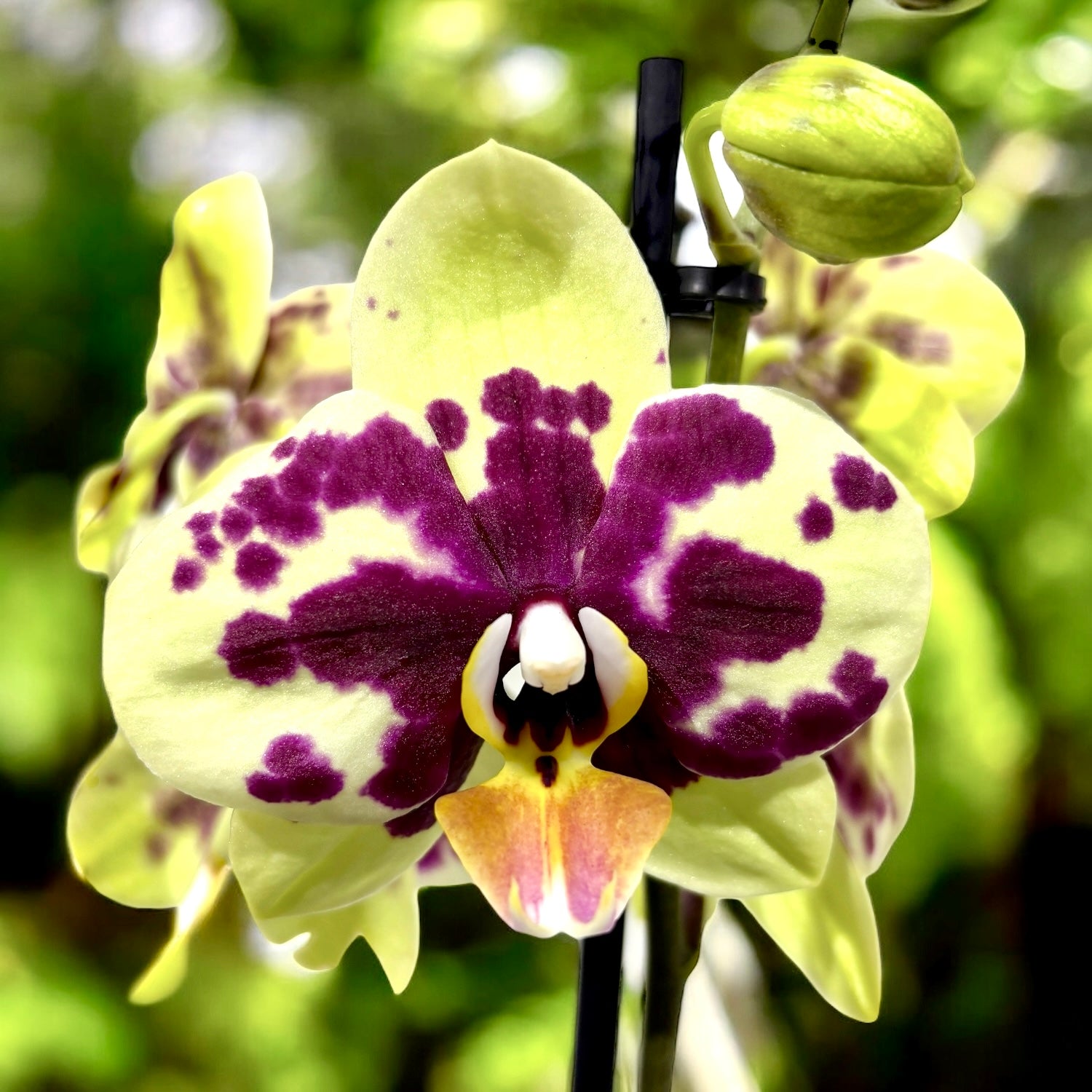 Phalaenopsis Anthura Amadora