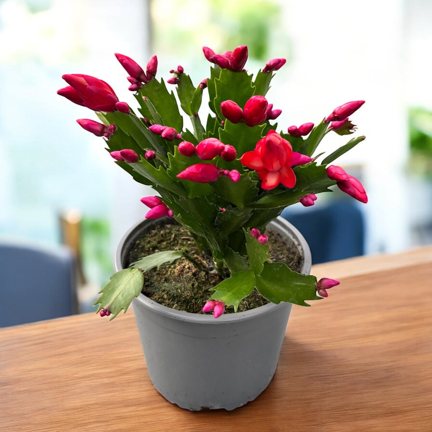 Schlumbergera ‘Red’ (craciunita) - exemplare XL