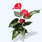 Anthurium Madural (flori rosii XL)