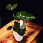 Alocasia micholitziana 'Frydek Variegata' (low variegation)