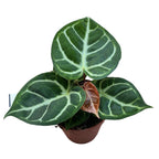 Anthurium crystallinum 'Silver Blush'