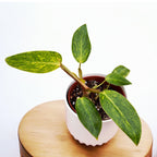 Philodendron 'Painted Lady' D12