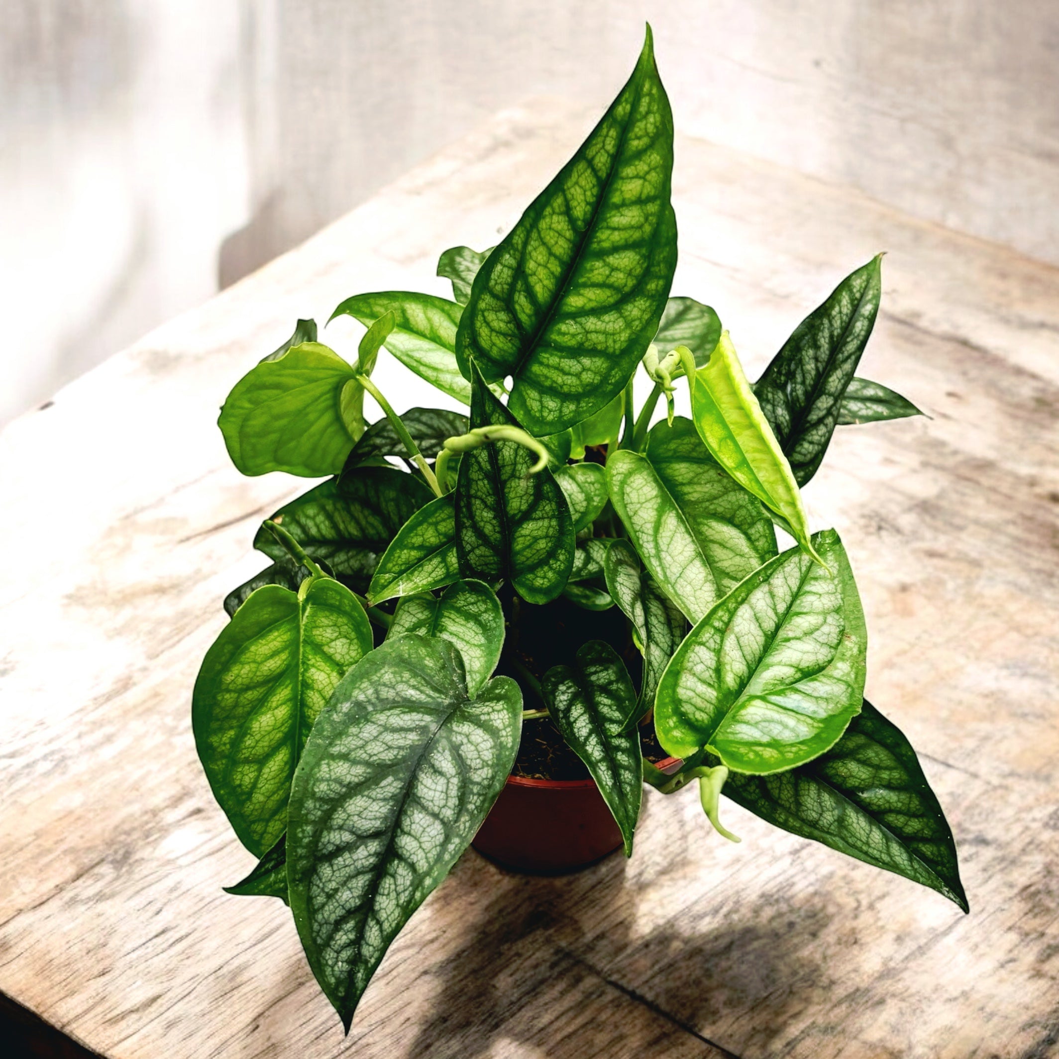 Monstera Siltepecana (Silver Monstera) - frunzis exotic cu nervuri