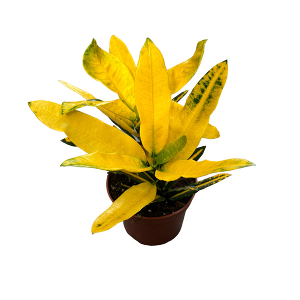 Croton - Codiaeum variegatum 'Sunny Star'