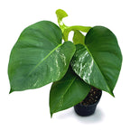 Monstera deliciosa 'Variegata' (low variegation)