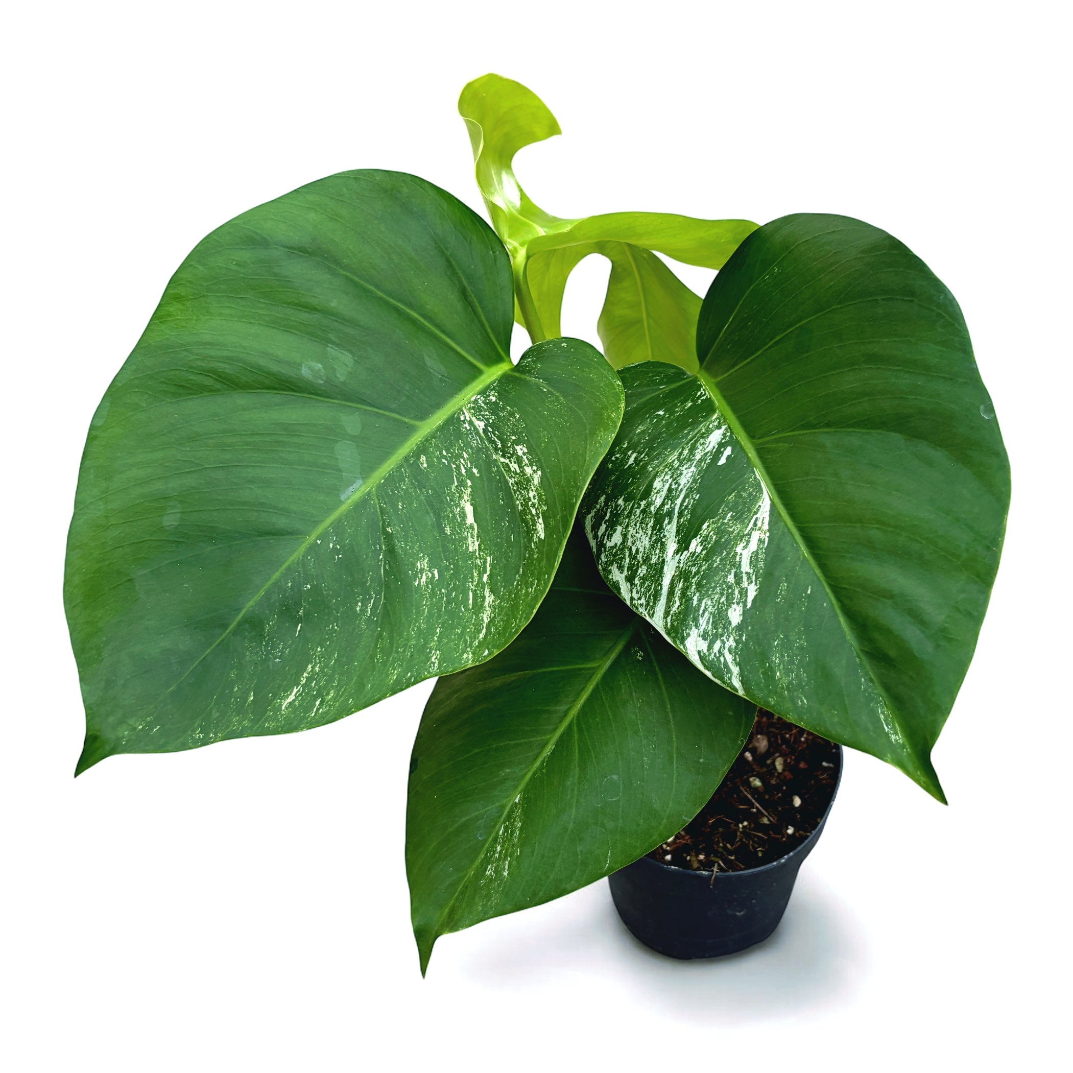 Monstera deliciosa 'Variegata' (low variegation)