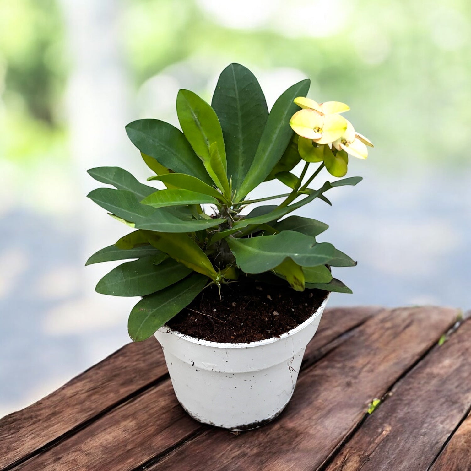 Euphorbia (Milii Grp) ‘Hermes’ - coroana de spini cu flori alb-roze delicate