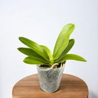 Phalaenopsis lueddemanniana 'Dark Red Taiwan'