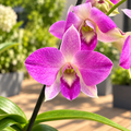 Dendrobium Phalaenopsis 'Burana Pinky'