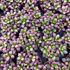 Anacampseros rufescens Labios Rosados D6