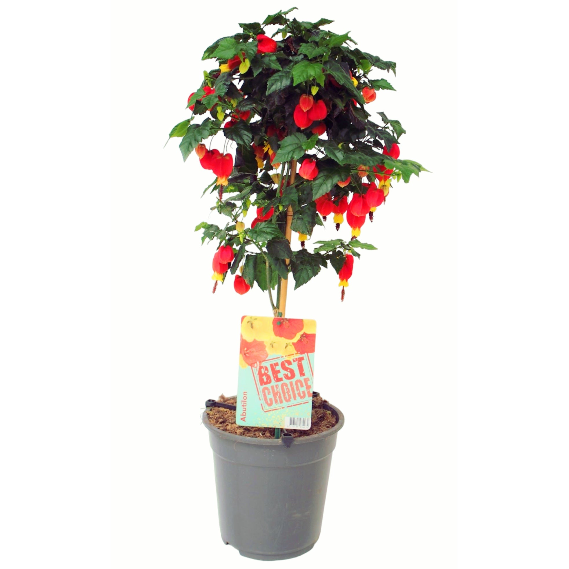 Abutilon megapotamicum 'Big Bell' (Chinese lampions)