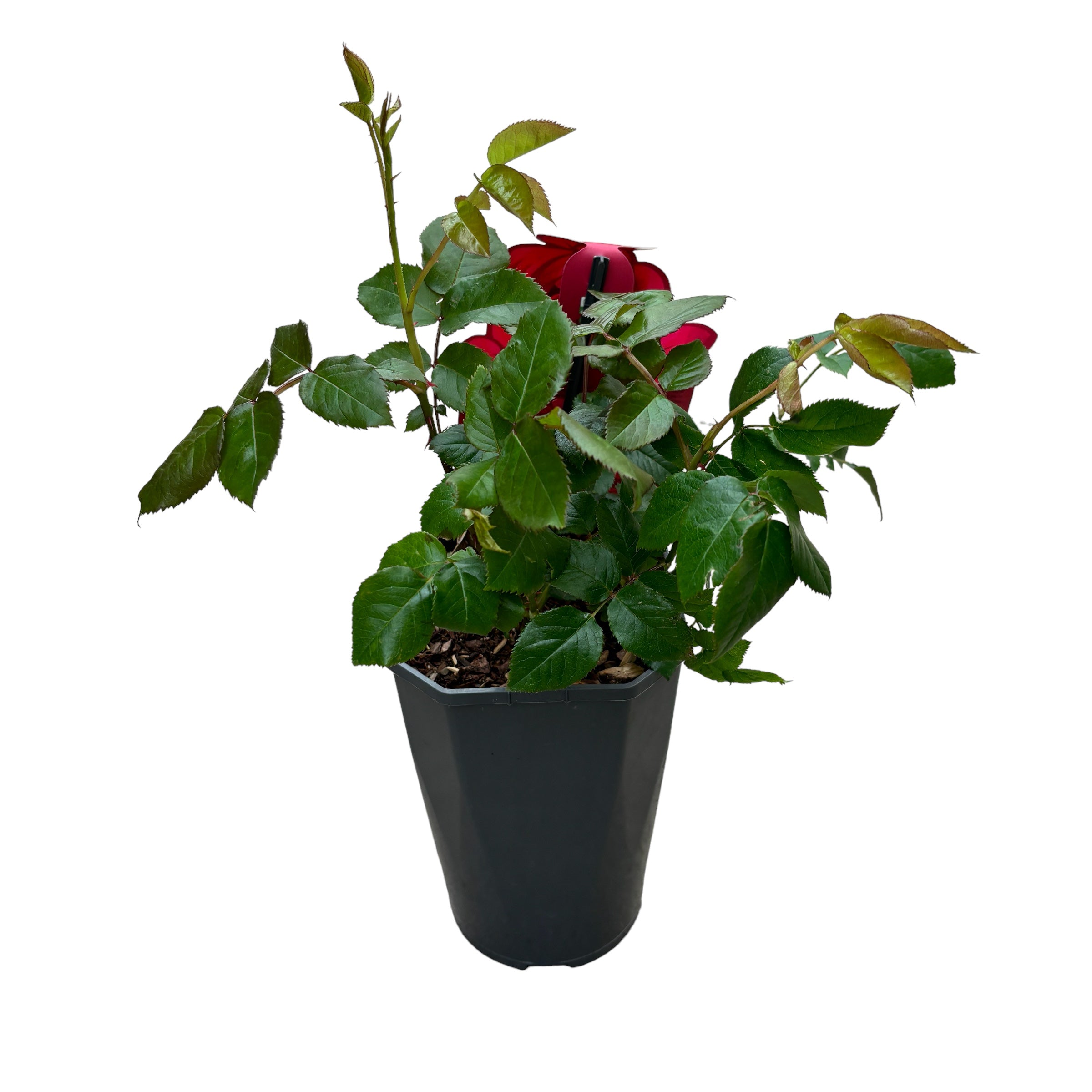Rosa 'Maleica'® - teahibrid foarte colorat, parfumat