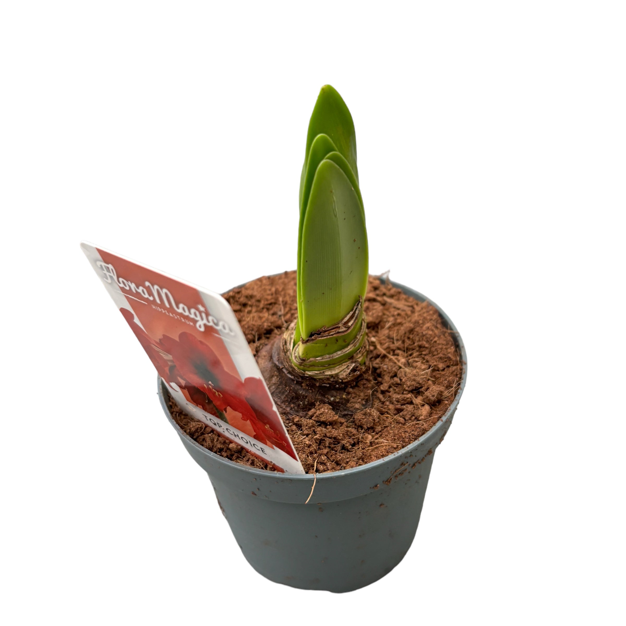 Bulbi Crin la ghiveci (Amarilis) mix