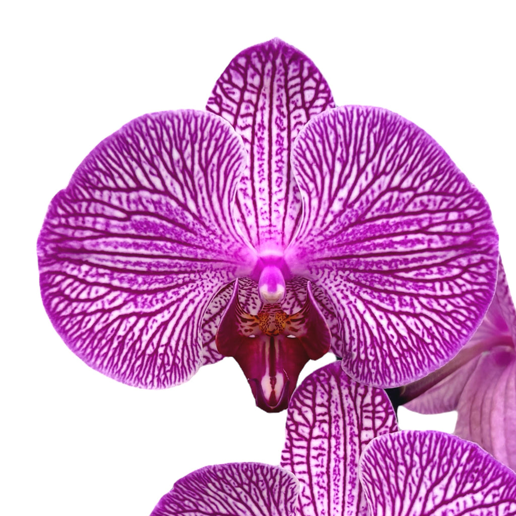 Phalaenopsis Filtrace (květy XL)