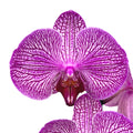 Phalaenopsis Filtration (fiori XL)