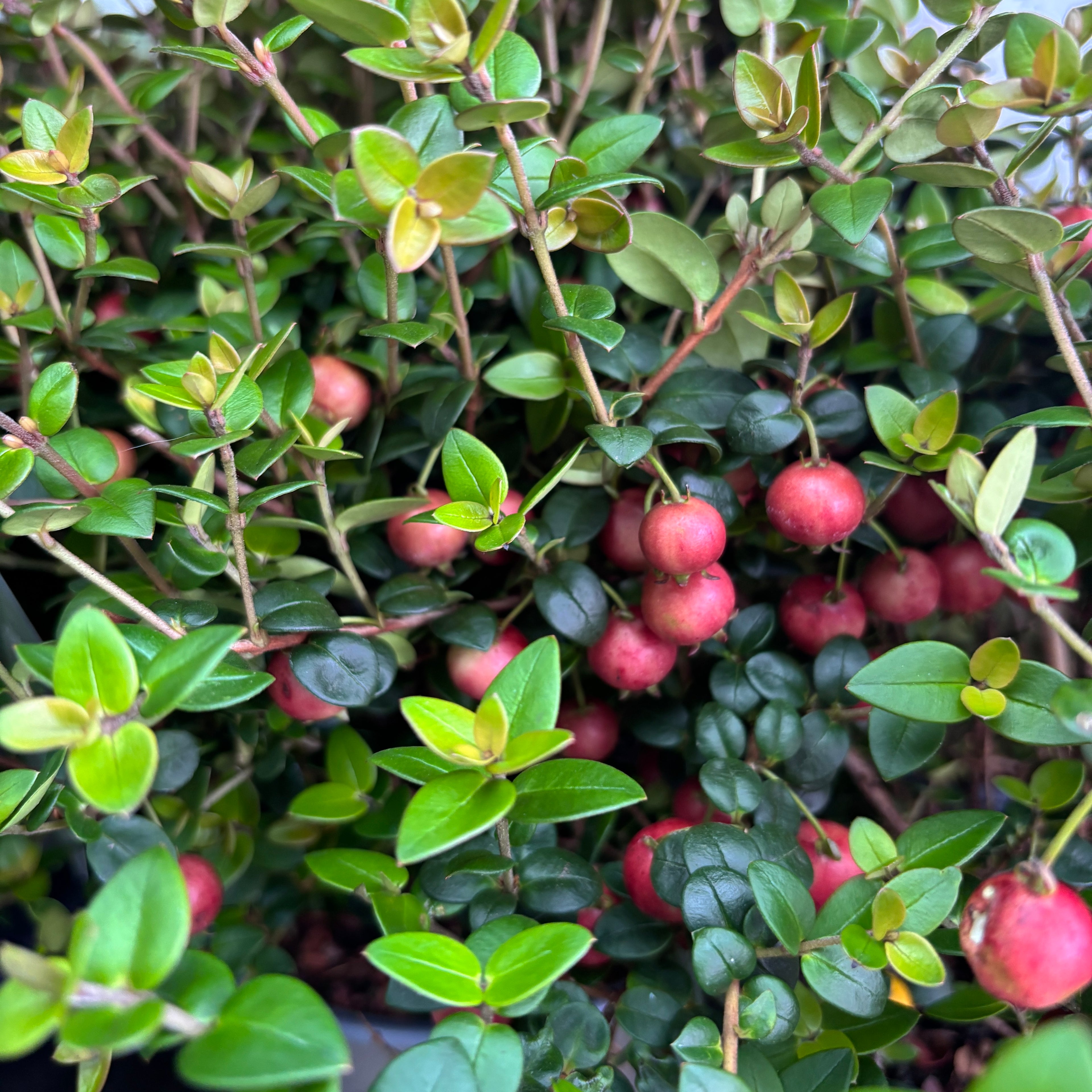 Ugni molinae 'Pretty Berry' (Capsuna Chiliana, Murtilla, Chilean Guava, Ugniberry)
