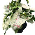 Syngonium Milk Confetti (erősen tarka) XL