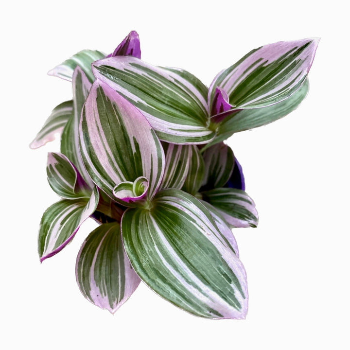 Tradescantia albiflora 'Nanouk' D7