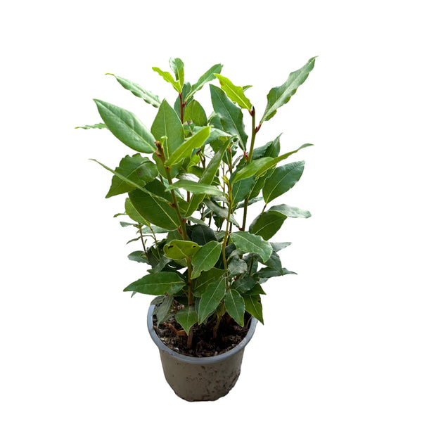 Potted Edible Laurel - Laurus Nobilis (Bush)