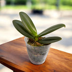 Phalaenopsis OX Sponge Bob (peloric - butterfly)